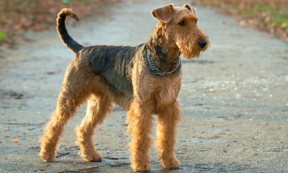 איירדייל טרייר | Airedale Terrier