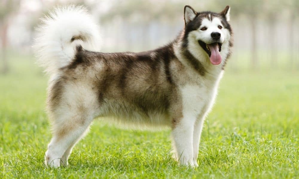 Alaskan Malamute