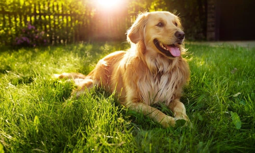Golden Retriever