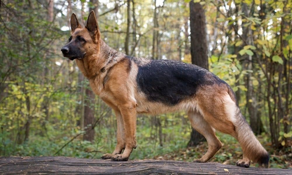 German Shepherd