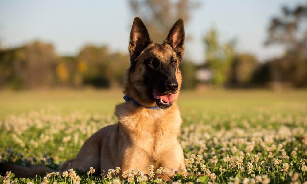 Belgian Malinois