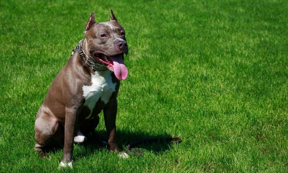 American Pit Bull