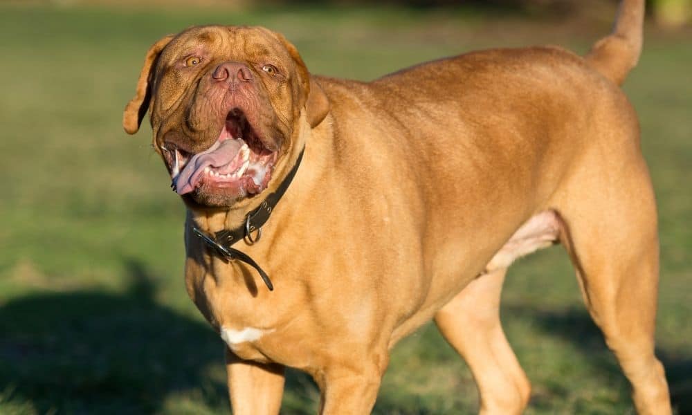 9-dog-center